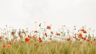 HSPでも自衛官になれる？繊細な元幹部が語る“心を守る選択” 